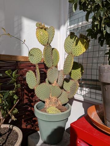 Gratis Cactus Ophalen Scheveningen beschikbaar voor biedingen