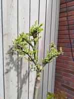 Bonte wilg op stam, 150 cm. Salix integra Hakuro-nishiki, In pot, Halfschaduw, Bolboom, Ophalen