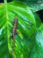 Rouwgekko (Lepidodactylus Lugubris), Dieren en Toebehoren, Reptielen en Amfibieën, Hagedis, 0 tot 2 jaar