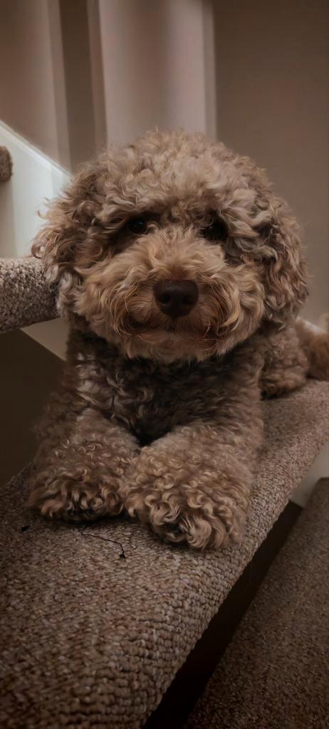 Maltipoo, niet te koop, Dieren en Toebehoren, Honden-accessoires, Ophalen