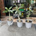 Adenium woestijnroos, Huis en Inrichting, Kamerplanten, Ophalen of Verzenden, Overige soorten, Minder dan 100 cm