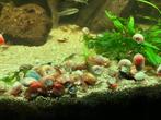 Aquariumslakjes (posthoornslakken), Ophalen of Verzenden, Plant(en), Steen of Hout