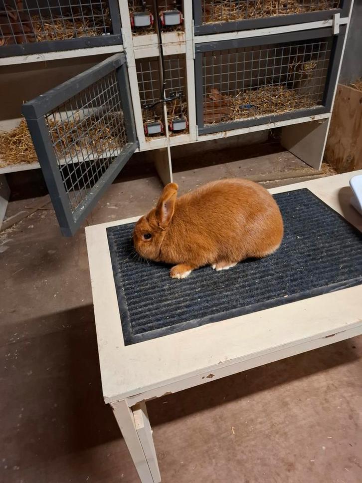 Raszuivere thrianta, Dieren en Toebehoren, Konijnen, Middelgroot, Vrouwelijk, 0 tot 2 jaar