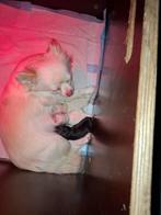 Pomchi, Dieren en Toebehoren, Honden | Chihuahua's en Gezelschapshonden, Overige rassen, CDV (hondenziekte), 8 tot 15 weken, Teef