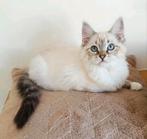 Laatste Ragdoll poesje Vivé met stamboom beschikbaar, Poes, Gechipt, 0 tot 2 jaar