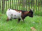 Prachtige driekleur jonge bok (Kees) te koop – dwerggeit, Dieren en Toebehoren, Schapen, Geiten en Varkens, Mannelijk, Geit, 0 tot 2 jaar