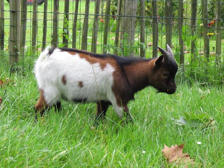 Prachtige driekleur jonge bok (Kees) te koop – dwerggeit, Dieren en Toebehoren, Schapen, Geiten en Varkens, Geit, Mannelijk, 0 tot 2 jaar