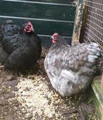 Orpington kriel kippen (2 stuks), Dieren en Toebehoren, Pluimvee, Vrouwelijk, Kip