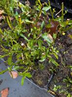 Aster crimson brocade. Herfstaster p9, Volle zon, Vaste plant, Zomer, Ophalen