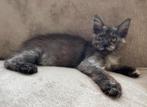 XXL Maine Coon Kittens beschikbaar €1450; met stamboom, Poes, Met stamboom