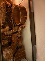 Hamster kooi/terrarium incl houten speelgoed, Dieren en Toebehoren, Knaagdieren en Konijnen | Hokken en Kooien, Minder dan 60 cm