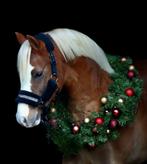 Veelbelovende ruin c-pony Eyecatcher., Dieren en Toebehoren, Pony's, Gechipt, Ruin, Dressuurpony, Zadelmak