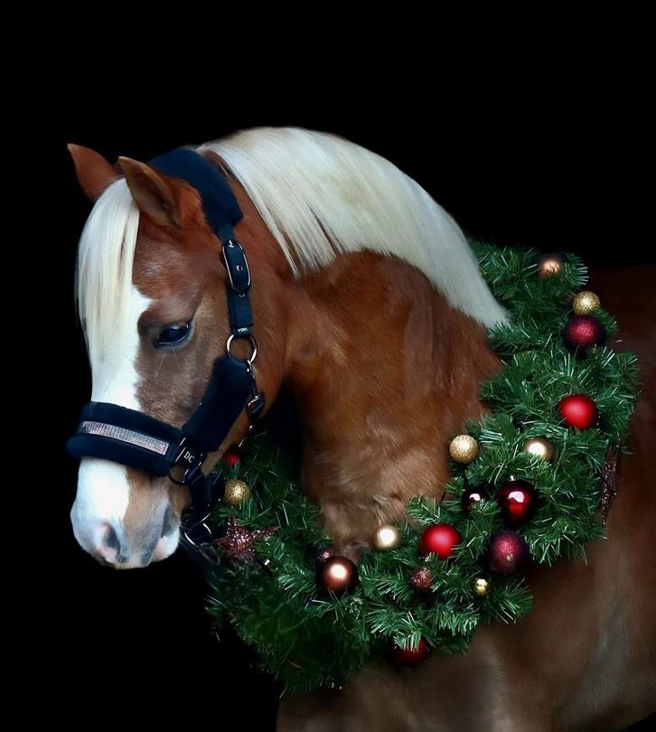 Veelbelovende ruin c-pony Eyecatcher., Dieren en Toebehoren, Pony's, Ruin, Zadelmak, C pony (1.27m tot 1.37m), Dressuurpony, 7 tot 10 jaar