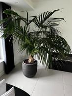 Kentiapalm te koop in Breda, Huis en Inrichting, Kamerplanten, Ophalen, Palm, Halfschaduw, In pot