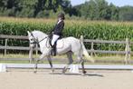 Prachtige allrounder, Zadelmak, 3 tot 6 jaar, Gechipt, Recreatiepony