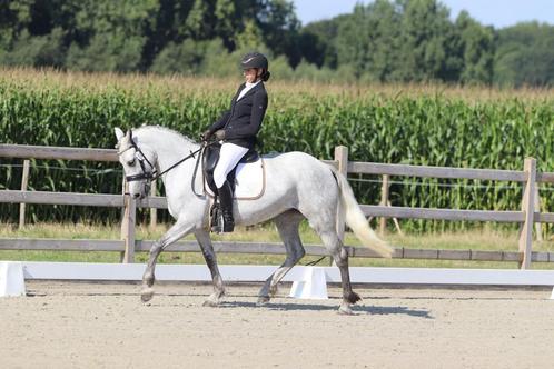 Prachtige allrounder, Dieren en Toebehoren, Pony's, Merrie, Zadelmak, E pony (1.48m - 1.57m), Recreatiepony, 3 tot 6 jaar, Gechipt