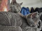 Mooie kruising kittens. 3/4 Britse korthaar, 1/4 Blauwe Rus, Dieren en Toebehoren, Katten en Kittens | Raskatten | Korthaar, Meerdere dieren