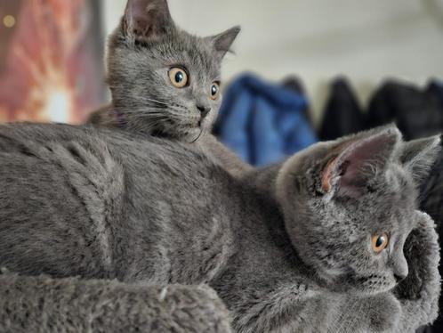 Mooie kruising kittens. 3/4 Britse korthaar, 1/4 Blauwe Rus, Dieren en Toebehoren, Katten en Kittens | Raskatten | Korthaar, Meerdere dieren
