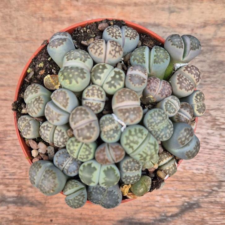 Lithops Levende stenen p8 (3), Huis en Inrichting, Kamerplanten, Minder dan 100 cm, Halfschaduw, Ophalen of Verzenden