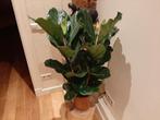 Prachtige ficus lyrata vioolplant tabakplant kamerplant, Huis en Inrichting, Ophalen, Ficus, Halfschaduw, Minder dan 100 cm