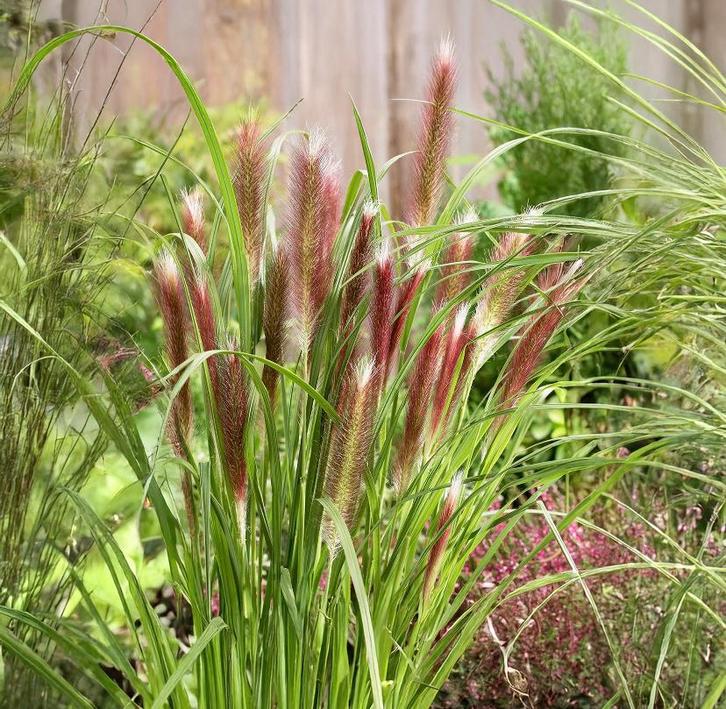 Pennisetum Red Head | Lampepoetsersgras | Chemievrij, Tuin en Terras, Planten | Tuinplanten, Vaste plant, Siergrassen, Volle zon