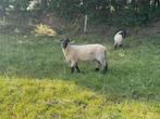 Kruisling suffolk dekram, Dieren en Toebehoren, Schapen, Geiten en Varkens, Mannelijk, Schaap