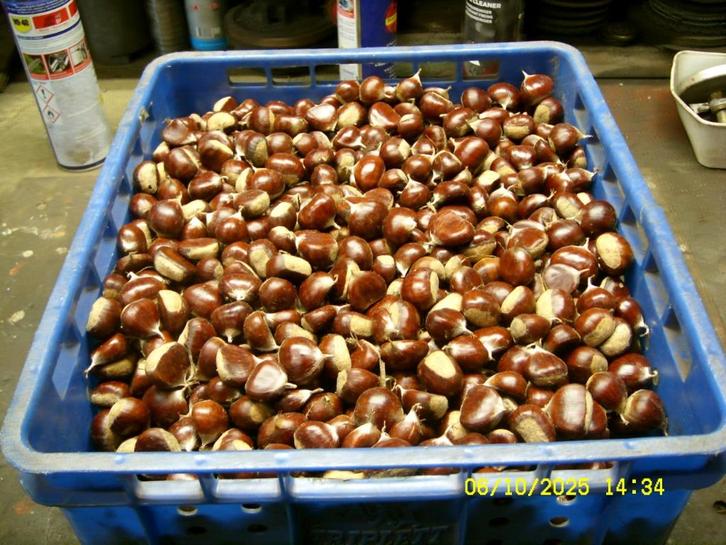 Kastanjes, Diversen, Levensmiddelen, Ophalen of Verzenden