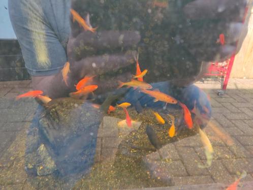 Diverse vijvervissen, Dieren en Toebehoren, Vissen | Vijvervissen, Goudvis(sen)
