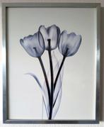 Tulp poster twee stuks. In aluminium geborstelde lijst., Minder dan 50 cm, 50 tot 75 cm, Ophalen of Verzenden, Zo goed als nieuw
