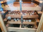 Broedservice Westerkwartier, Dieren en Toebehoren, Ophalen, Nieuw, Broedmachine