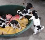 Hele mooie Boerenfox pups, Dieren en Toebehoren, Honden | Jack Russells en Terriërs, Overige rassen, 8 tot 15 weken, Meerdere