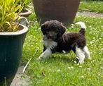PRACHTIGE HEIDEDOODLE PUPS, Nederland, Overige rassen, CDV (hondenziekte), 8 tot 15 weken