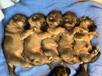 Duitse herder pups, Dieren en Toebehoren, Honden | Herdershonden en Veedrijvers, 8 tot 15 weken, CDV (hondenziekte), Meerdere