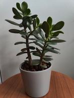 Leuke Jade- Geldplant, Crassula, Huis en Inrichting, Kamerplanten, Ophalen, Halfschaduw, Minder dan 100 cm