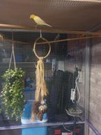 Kanaries, Dieren en Toebehoren, Meerdere dieren, Kleurkanarie