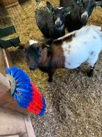 Hoornloze dekbok, Dieren en Toebehoren, Schapen, Geiten en Varkens, Mannelijk, Geit