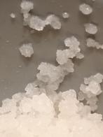 Te Koop Waterkefir /Water Kefir nieuw, Ophalen of Verzenden, Nieuw, Overige typen