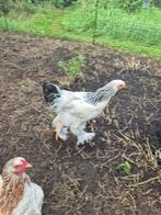 Brahma haan en hen, Dieren en Toebehoren, Meerdere dieren, Kip