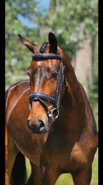 Super knappe en lieve potentiële sportpony!, Met stamboom, Springpony, Zadelmak, 3 tot 6 jaar