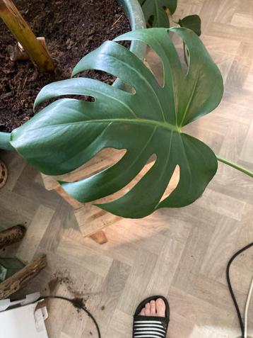 Monstera noid beschikbaar voor biedingen