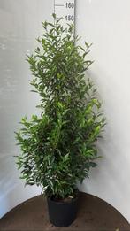 Laurier haag Portugese laurier haag haagplanten glansmispel, Ophalen, Laurier, 100 tot 250 cm