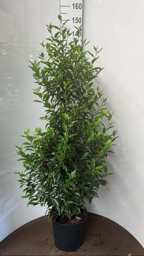Laurier haag Portugese laurier haag haagplanten glansmispel, Tuin en Terras, Planten | Struiken en Hagen, Laurier, 100 tot 250 cm