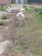 Schapen, Dieren en Toebehoren, Schapen, Geiten en Varkens, Vrouwelijk, Schaap, 0 tot 2 jaar