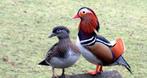 Mandarijneenden, Meerdere dieren, Eend