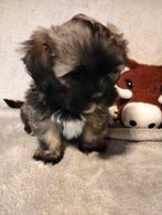 Mini boomer x Shih Tzu pup reutje, 8 tot 15 weken, Eén hond, Nederland, Particulier