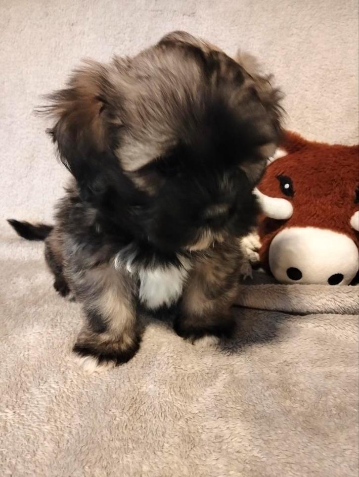 Mini boomer x Shih Tzu pup reutje, Dieren en Toebehoren, Honden | Chihuahua's en Gezelschapshonden, Reu, Overige rassen, Particulier