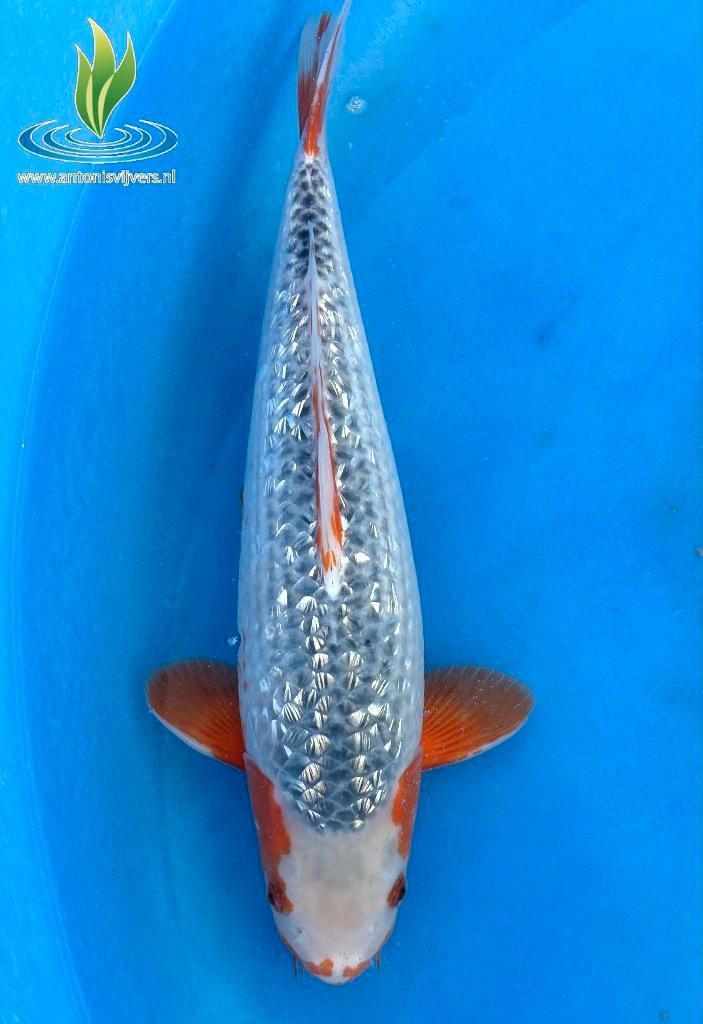 079 Ginrin Asagi, Dieren en Toebehoren, Vissen | Vijvervissen, Karper of Koi