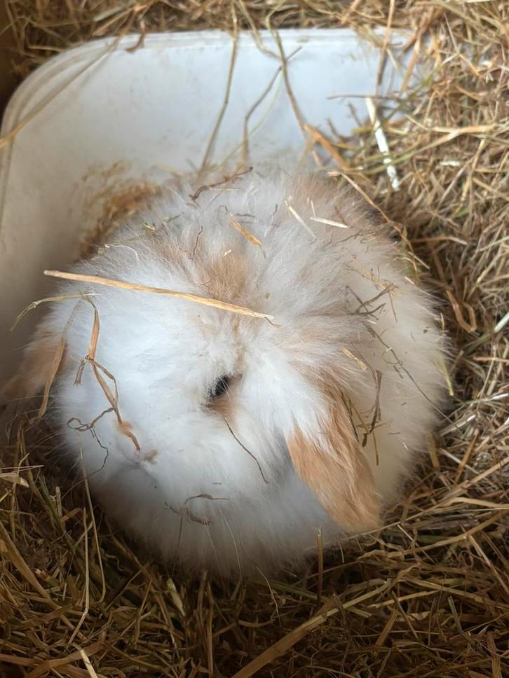 Schattige baby konijntjes, 100% hangoor, Dieren en Toebehoren, Konijnen, Dwerg, Meerdere dieren, 0 tot 2 jaar, Hangoor