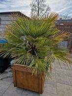 Winterharde palm, Tuin en Terras, Planten | Bomen, Volle zon, Winter, Ophalen, Palmboom