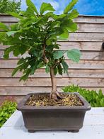 bonsai paardenkastanje in grote bonsaischaal, Ophalen, Overige soorten, Minder dan 100 cm